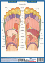 Load image into Gallery viewer, Reflexology (Quick Study Academic)